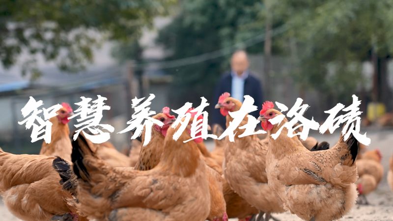 工业蛋白酶：揭秘其背后的技术与应用**